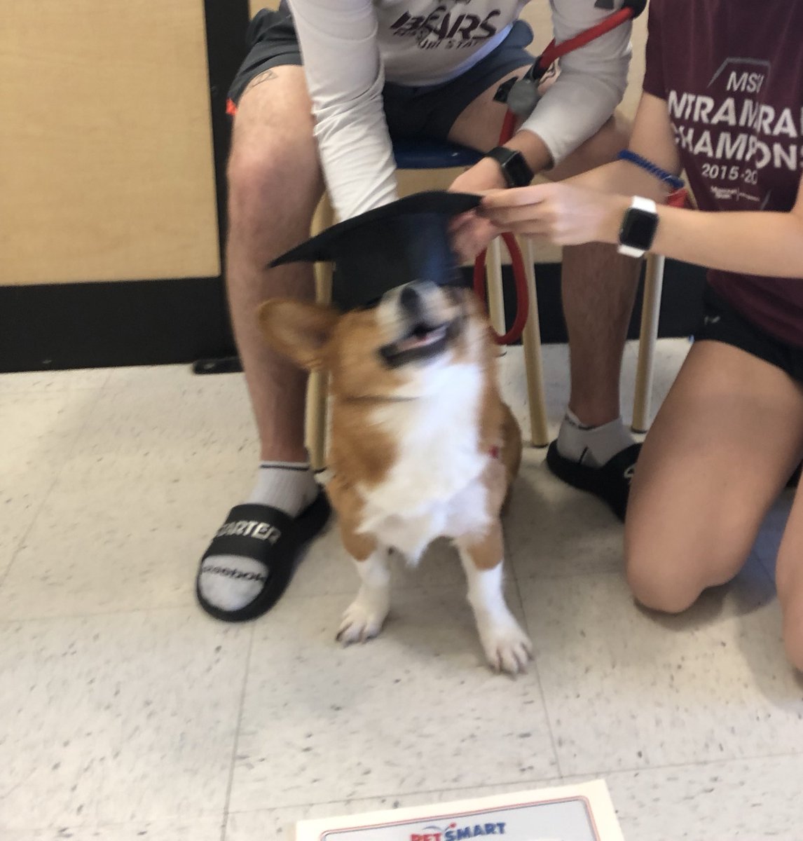 TheCorgiCheddar's tweet image. It’s international me day?! #InternationalDogDay #Corgi