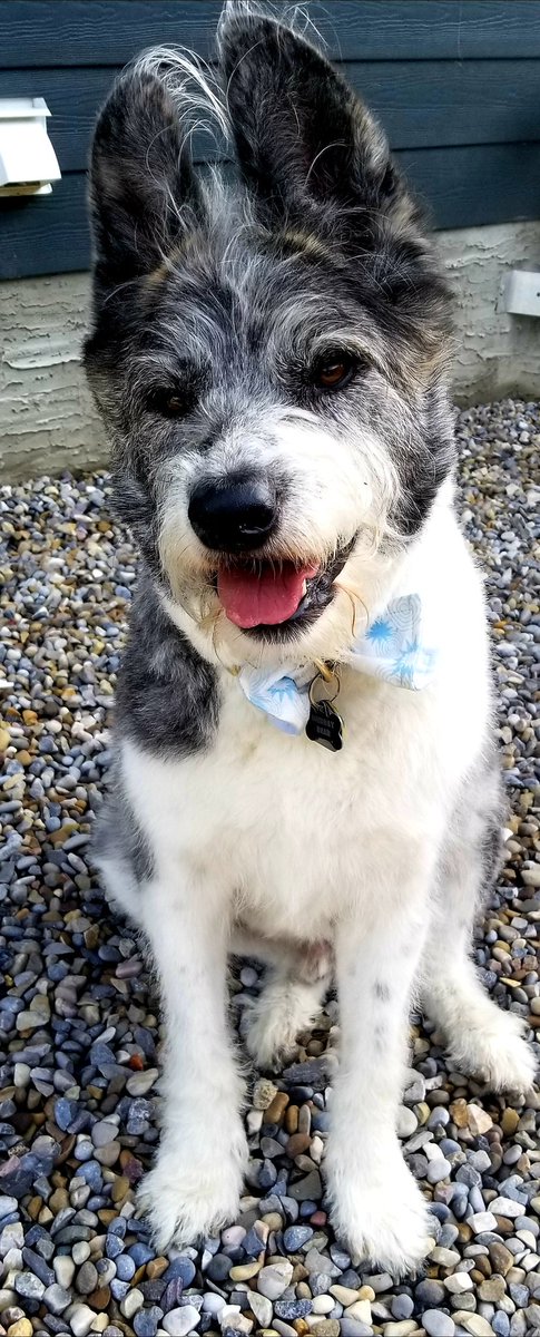 Les_Cor's tweet photo. @nenshi #Murraybear #InternationalDogDay #milkriverdog #AdoptDontShop #RescueDogs https://t.co/6V3x9xPzzy