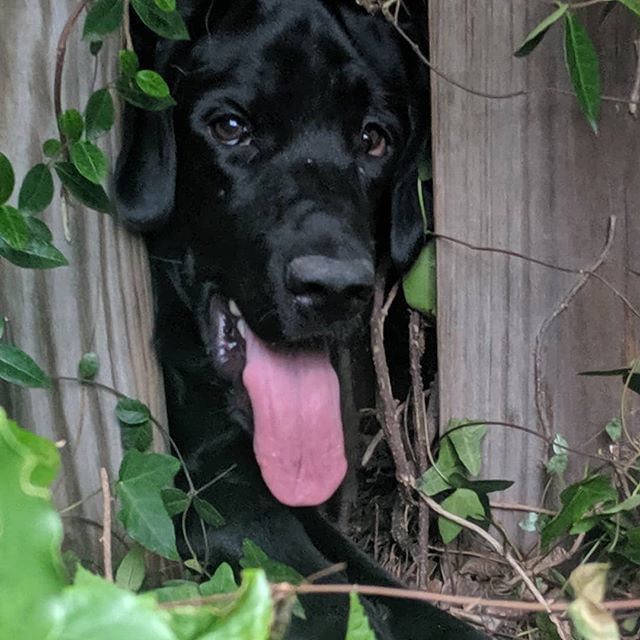 mwdelta12's tweet photo. Happy dog day to this escape artist, he's given El Chapo a run for his money with the number of successful escapes...you're a goofball, now stay in the damn yard!! #houndini #andydufresne #putyourmindtoit https://t.co/ri5sZKMfqi https://t.co/8Kv9rExAen