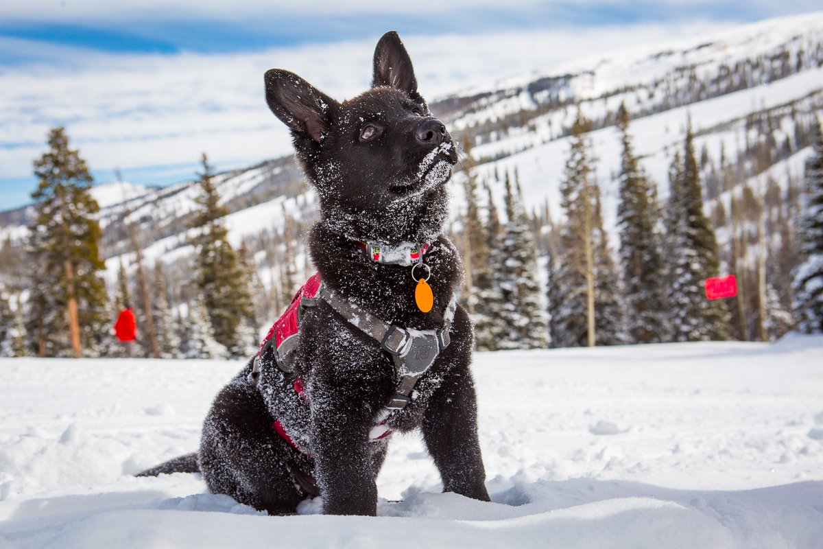 AspenSnowmass's tweet photo. Happy #NationalDogDay! Today we get to recognize our amazing #Patroldogs and the cutest Aspen Snowmass employees πΆ
Swipe β‘οΈ for more patrol dogs
(π·: @jswansonphoto Jordan Curet ) https://t.co/0A2bIVym1X