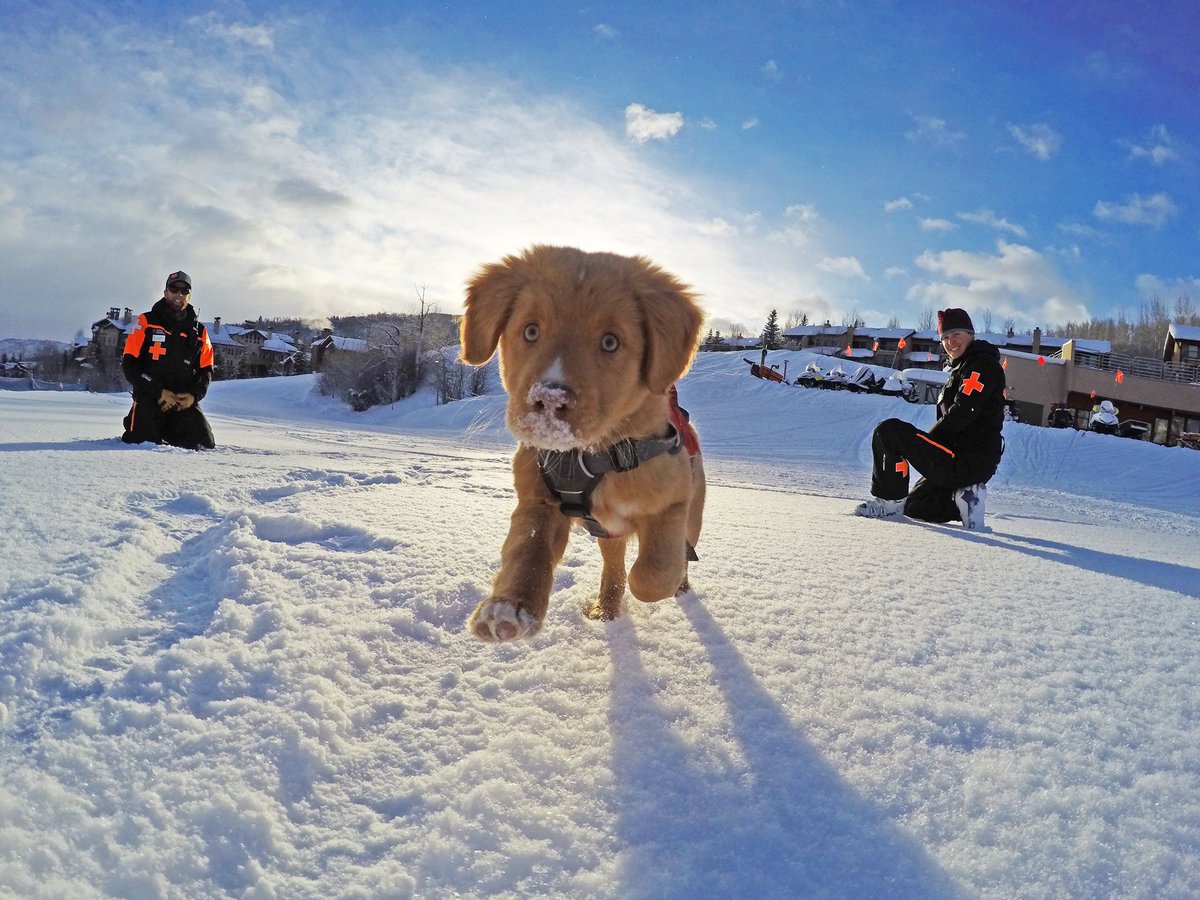AspenSnowmass's tweet photo. Happy #NationalDogDay! Today we get to recognize our amazing #Patroldogs and the cutest Aspen Snowmass employees πΆ
Swipe β‘οΈ for more patrol dogs
(π·: @jswansonphoto Jordan Curet ) https://t.co/0A2bIVym1X