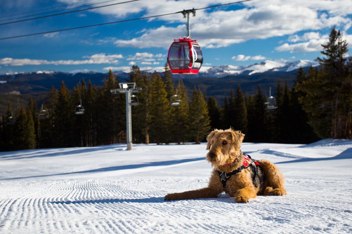 AspenSnowmass's tweet photo. Happy #NationalDogDay! Today we get to recognize our amazing #Patroldogs and the cutest Aspen Snowmass employees πΆ
Swipe β‘οΈ for more patrol dogs
(π·: @jswansonphoto Jordan Curet ) https://t.co/0A2bIVym1X