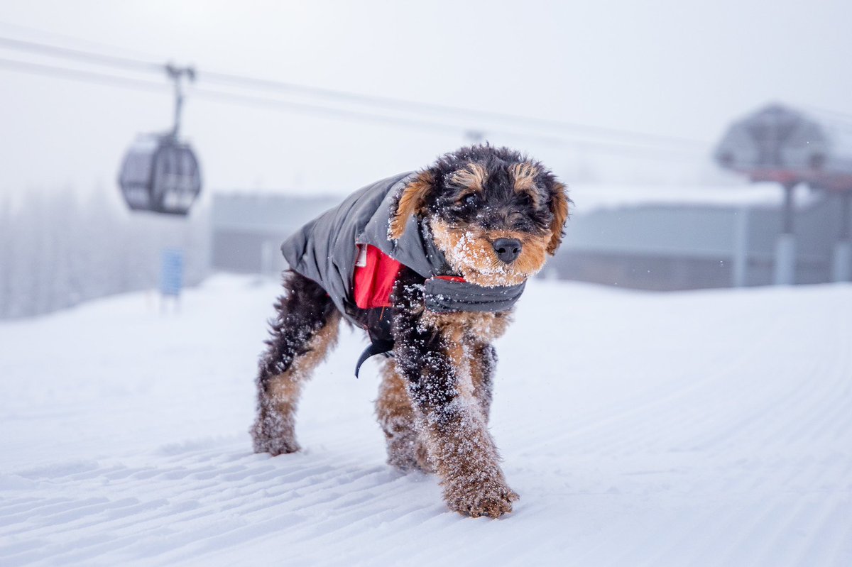 AspenSnowmass's tweet photo. Happy #NationalDogDay! Today we get to recognize our amazing #Patroldogs and the cutest Aspen Snowmass employees πΆ
Swipe β‘οΈ for more patrol dogs
(π·: @jswansonphoto Jordan Curet ) https://t.co/0A2bIVym1X