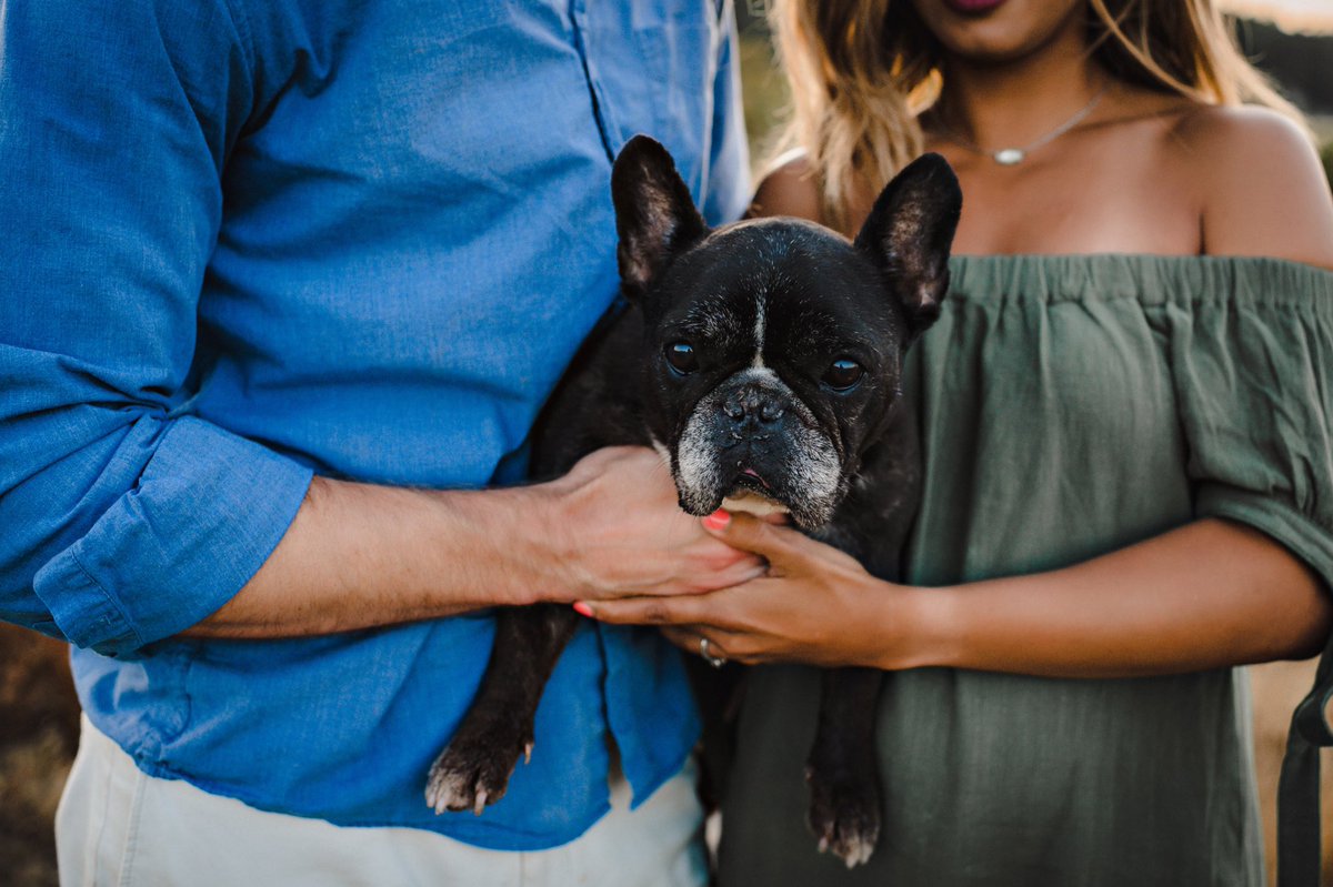 StephMGoodman's tweet photo. There are several fake holidays I take pleasure in celebrating (#nationalcupcakeday) but my favorite by far is #NationalDogDay! Happy made-up social media holiday to my favorite puppy who doesn’t know how to read and will never see this! #BooBear #WorldsOldestPuppy https://t.co/0FdpvtItIf