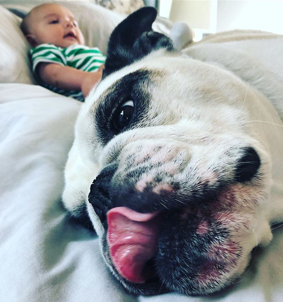 SmotheringRugby's tweet photo. Finally, back to where it’s all about me! #forgettheminihuman #imtheman #nationaldogday https://t.co/tOy8oSsiEG https://t.co/RpT2Z2DyK9