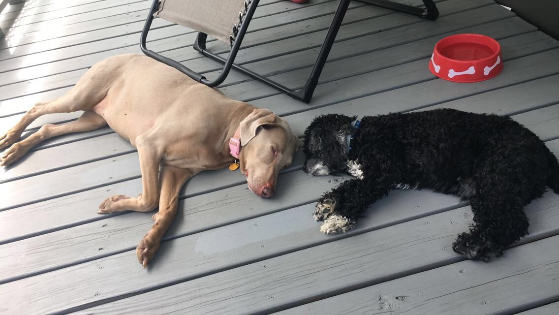 Bakediddy's tweet photo. #NationalDogDay ⁦@WPXIScott⁩ https://t.co/xii8biytyQ