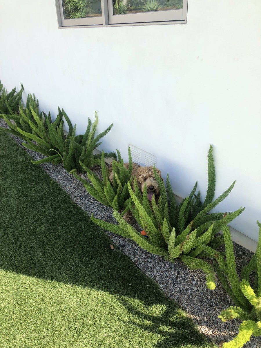 RomanChristou's tweet photo. a lion hiding in the wild 🦁#nationaldogday https://t.co/uBkTJEEYS6