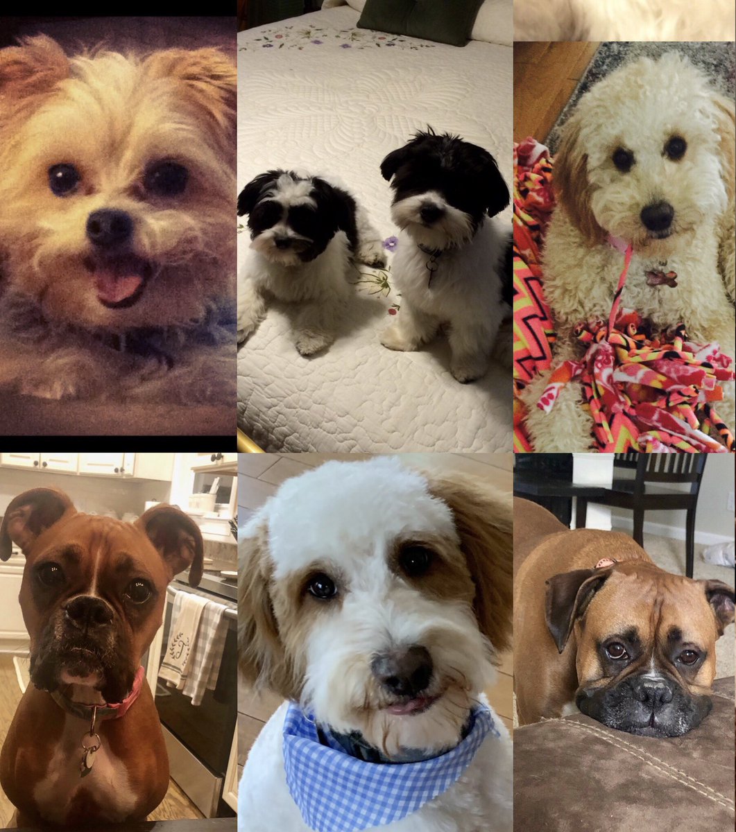 LB_Dickson's tweet photo. @dog_rates All my loves! 🥰 https://t.co/EvhUkylNa2