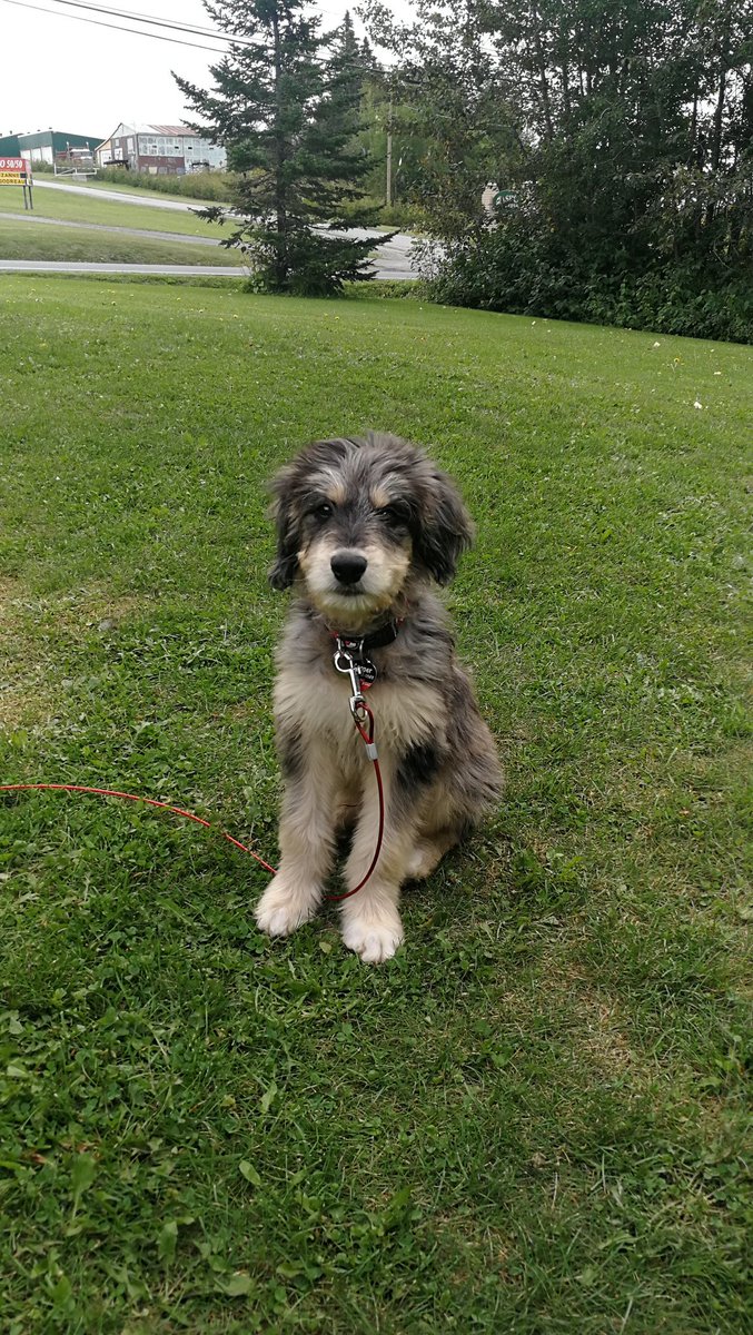 mbrodeur86's tweet photo. #happynationaldogday to my pup #Cooper wearing his @NJDevils dog tag and collar #DevilsDog #Devilsproud https://t.co/L2bkHU3h1G
