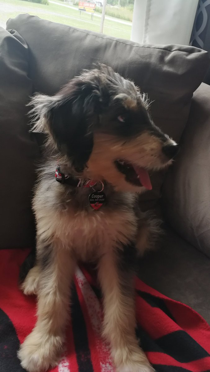 mbrodeur86's tweet photo. #happynationaldogday to my pup #Cooper wearing his @NJDevils dog tag and collar #DevilsDog #Devilsproud https://t.co/L2bkHU3h1G