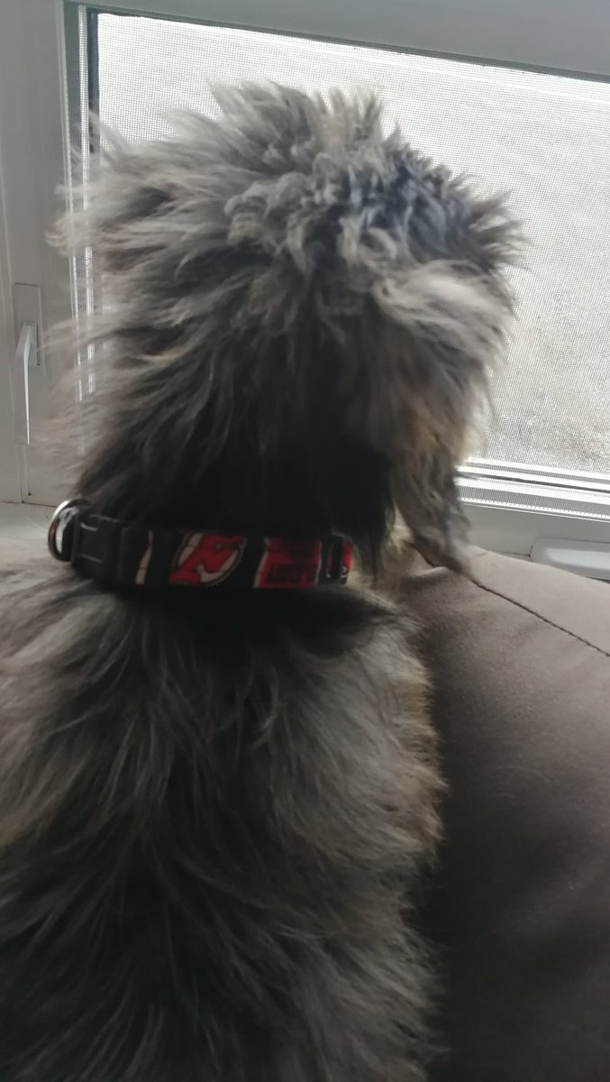 mbrodeur86's tweet photo. #happynationaldogday to my pup #Cooper wearing his @NJDevils dog tag and collar #DevilsDog #Devilsproud https://t.co/L2bkHU3h1G