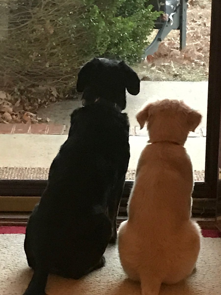 BarbBaxter2's tweet photo. Happy National Dog Day Jack and Stella❤️ https://t.co/mZ7g2LYfsF
