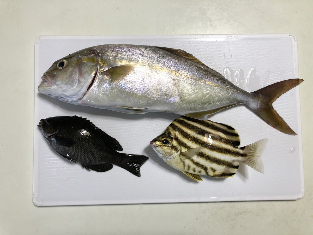 たっきー Wakabakundaro Twitter