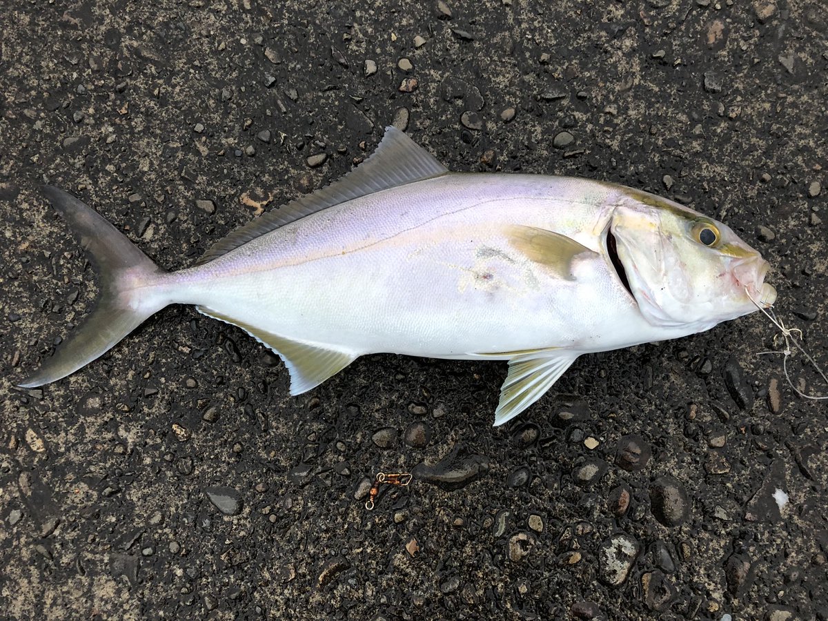 たっきー Wakabakundaro Twitter