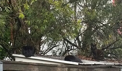 WingsAreToFly's tweet photo. . @SydneyTheatreCo   the real Cat(s) On A Hot Tin Roof 😆 #cat https://t.co/aJZSS1bO83