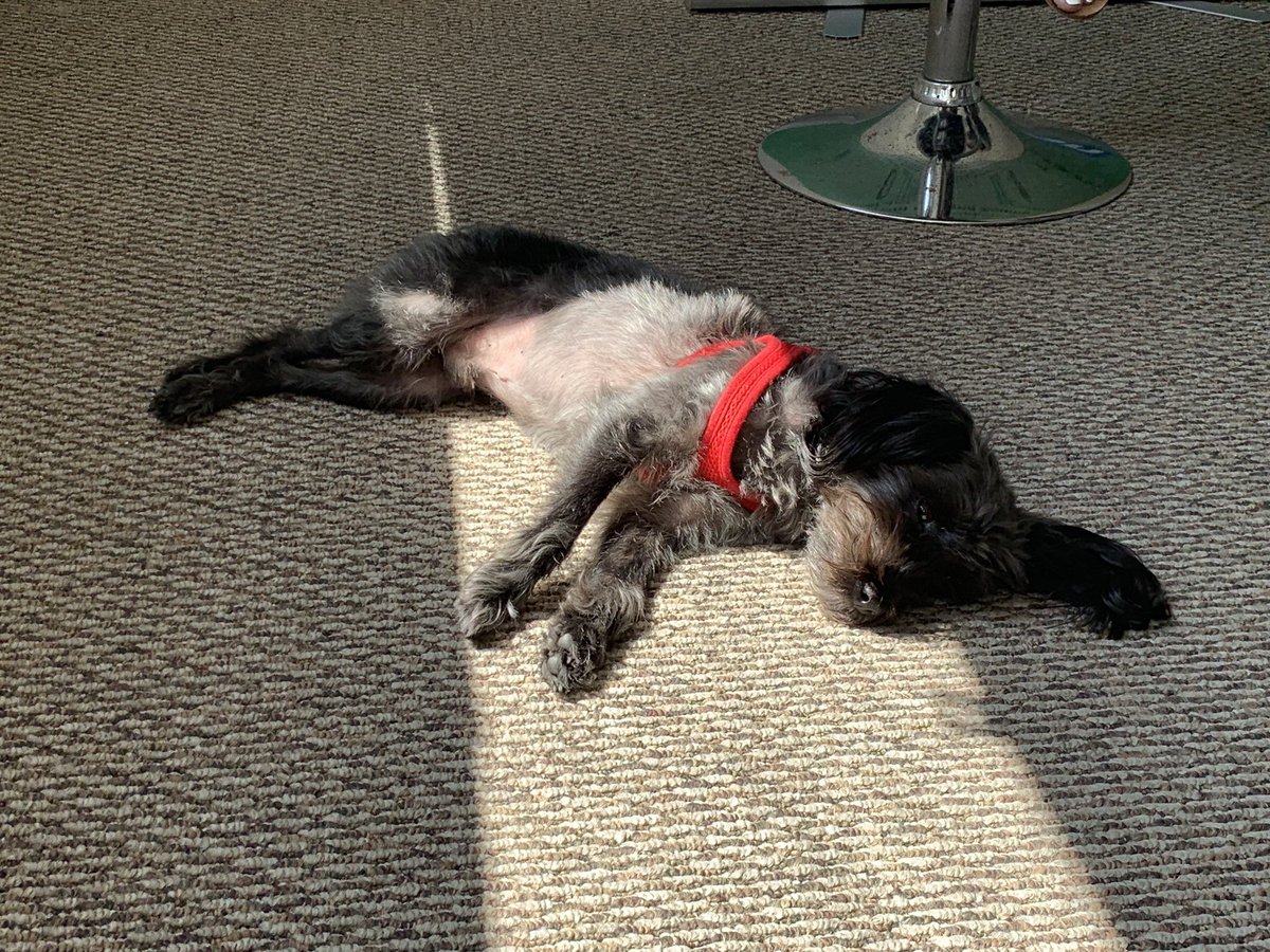 GWCpro's tweet photo. As you’ll see from these pictures, Green Wise Consulting’s Vice President of Fun, Mojo, takes “working hard” to a whole new level. Happy #NationalDogDay, everyone! https://t.co/ojBhKSjwY4