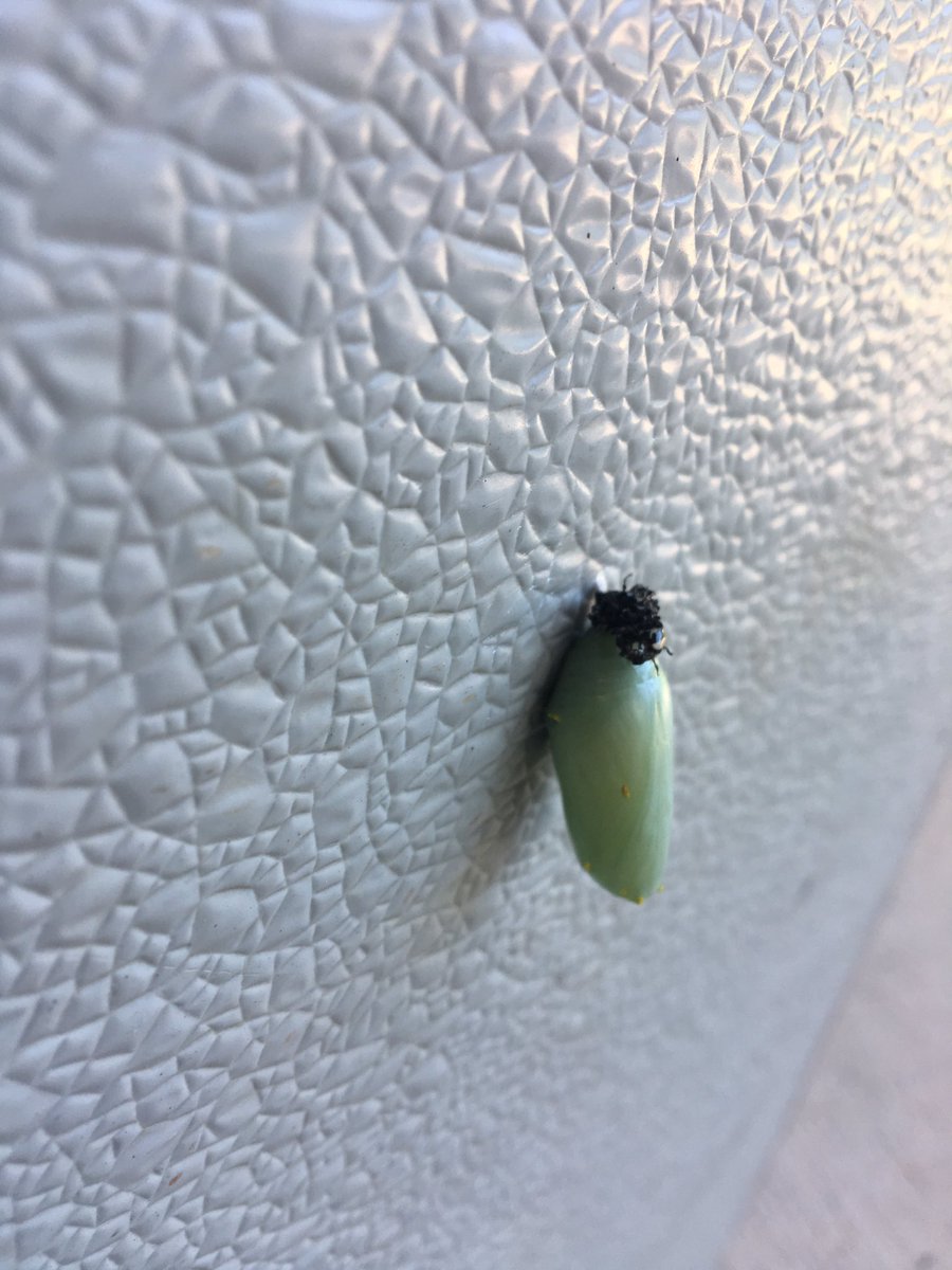 CWCJefferson's tweet image. We found a monarch butterfly chrysalis attached to the inside of the front school doors.   How cool is this!?!  We’ll need to protect this little gem for the next 4-6 weeks.  Looks like we’ll be having a monarch watch for the start of school.