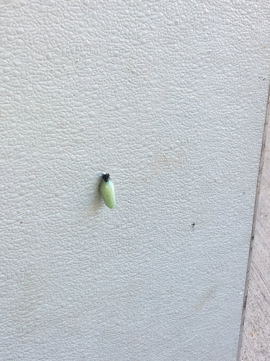 CWCJefferson's tweet image. We found a monarch butterfly chrysalis attached to the inside of the front school doors.   How cool is this!?!  We’ll need to protect this little gem for the next 4-6 weeks.  Looks like we’ll be having a monarch watch for the start of school.