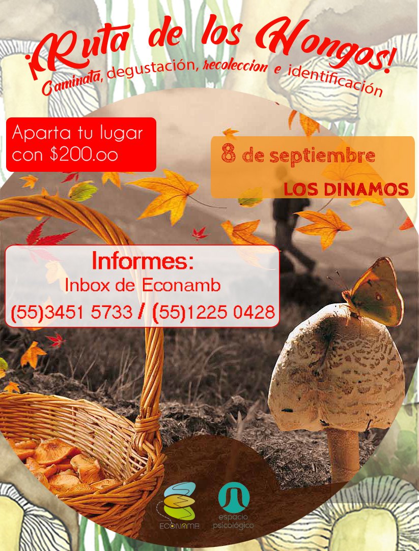 Econamb1's tweet photo. Vive está aventura de conocimiento con guías certificados, locales, biodiversidad de hongos y deléitate preparando tus hongos comestibles recolectados con tus propias manos 🍄 https://t.co/Ny4JKGT6Tc