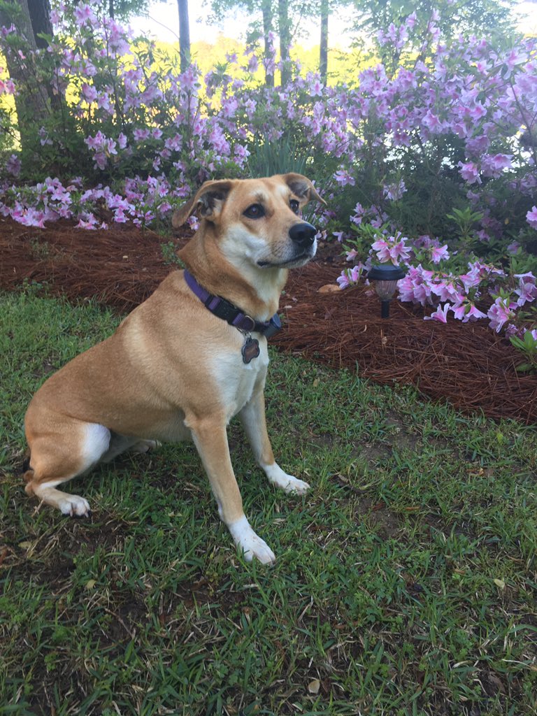 BethMeadows17's tweet photo. @ClemsonUniv Rousey is ready to watch her Tigers play #Clemson https://t.co/h9zkytksYr