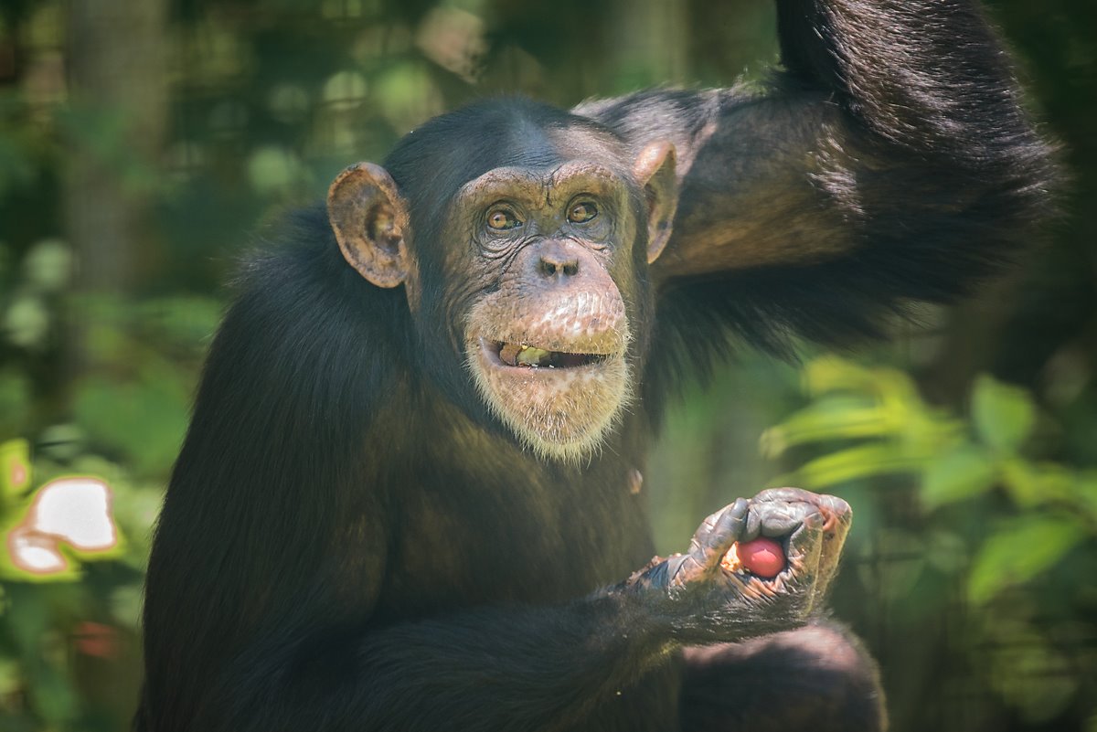 projectchimps's tweet photo. Former research chimpanzees Harriett, Krystal, Eddie and Arthur are on a fresh path now that they're retired to sanctuary. Read about them on the Fresh Path blog by Appalachian adventurers Jeff and Mary Ellen Powell.
https://t.co/SHG51cu9QN #progress4primates #projectchimps https://t.co/vQ6Cqa6kh8