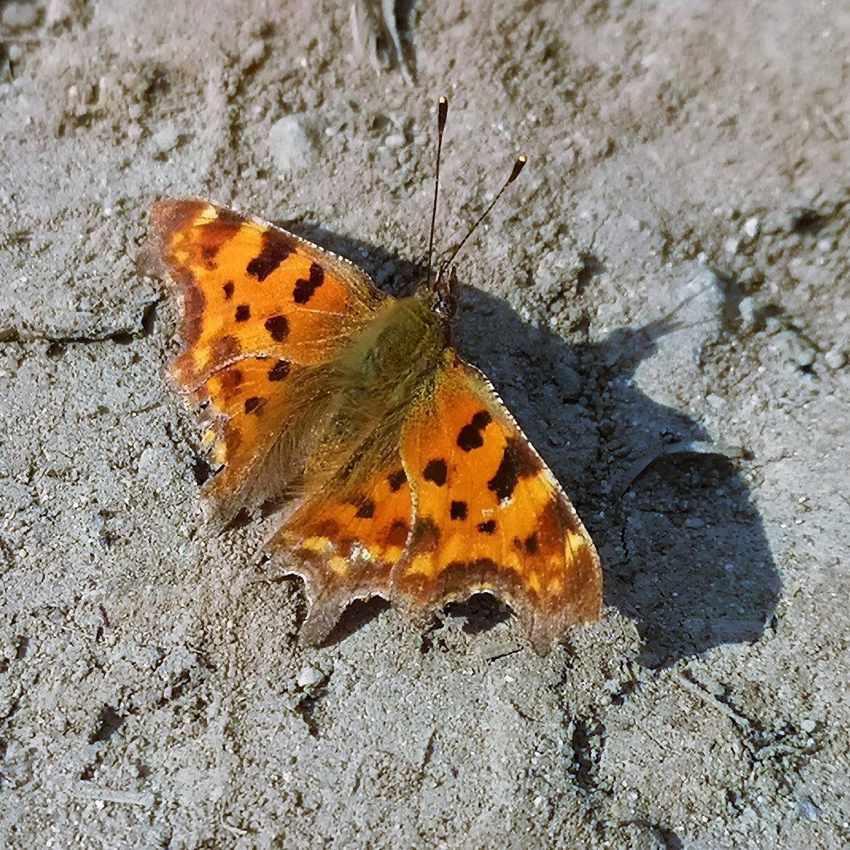 Astad_EU's tweet photo. Vlinder geniet van de warmte. #butterfly #unesco #insecten #macro #macrofotografia #macropicture #macrofoto #naturephotography @DeMaasheggen @maasheggen #maasheggen https://t.co/dc1gbHmOGI