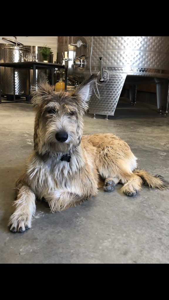 “The best things in life are dogs and wine”

Happy #NationalDogDay from Oka and the @rochewines team.

#dogsofinstagram #bergerpicard #naramatabench #winerydog #teamroche #frenchtradition #bcwine #bergerpicardsofinstagram #wine