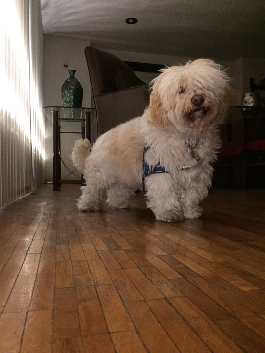 clynfido's tweet photo. #InternationalDogDay Hi https://t.co/vSA6Q4UIu2
