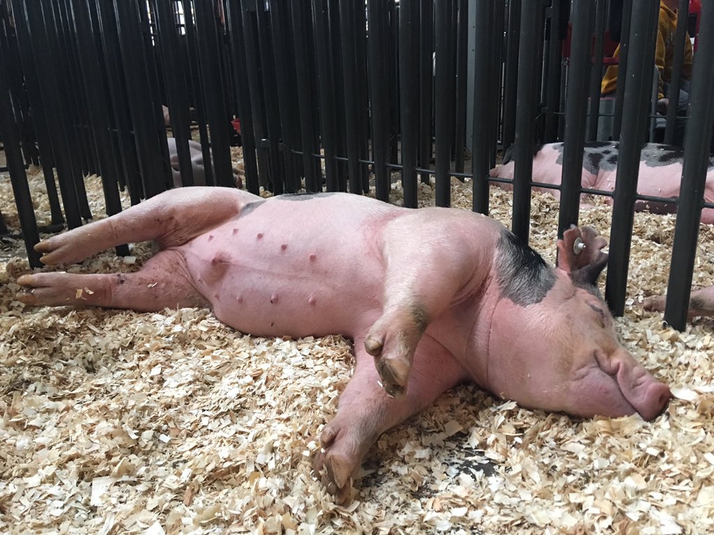 I hear you pig. I hear you.