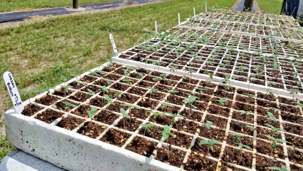 UF Vegetable & Fruit Nematology tweet media