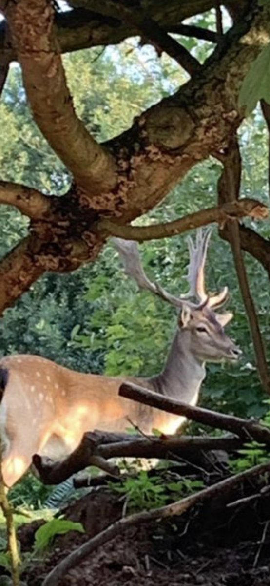 Juerobertss's tweet photo. The stags are looking spectacular 💝 lucky to have this on the doorstep.........out today with my sisters 2 dogs and my 3 dogs good job they have seen them since pups and pay them no attention 👏#trainedup https://t.co/LFFpiSqgBe