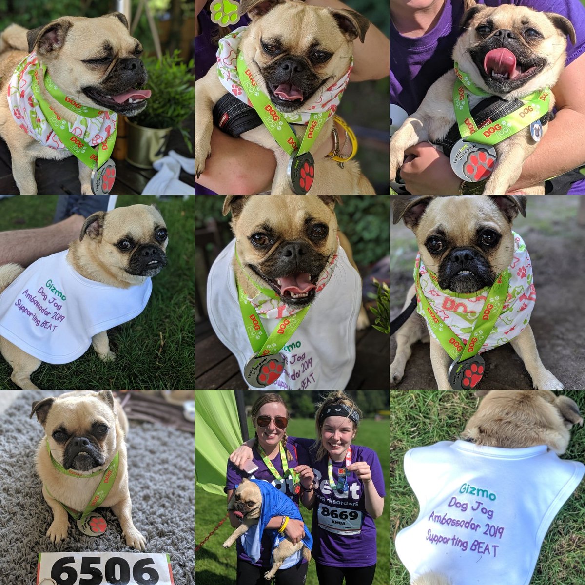 JadeAllen94's tweet photo. So proud of Gizmo for his second @DogJogUK & @AmbaMckenna for her @BigFunRun, raising over Β£200 for @beatED! π They are amazing! π
@beatED, your little ambassador, AKA Gizmo, did you proud! His little legs didn't stop! πΎππββοΈππ
#DogJog #Beat #Beateatingdisorders #BigFunRun https://t.co/gAbZ2xQD91