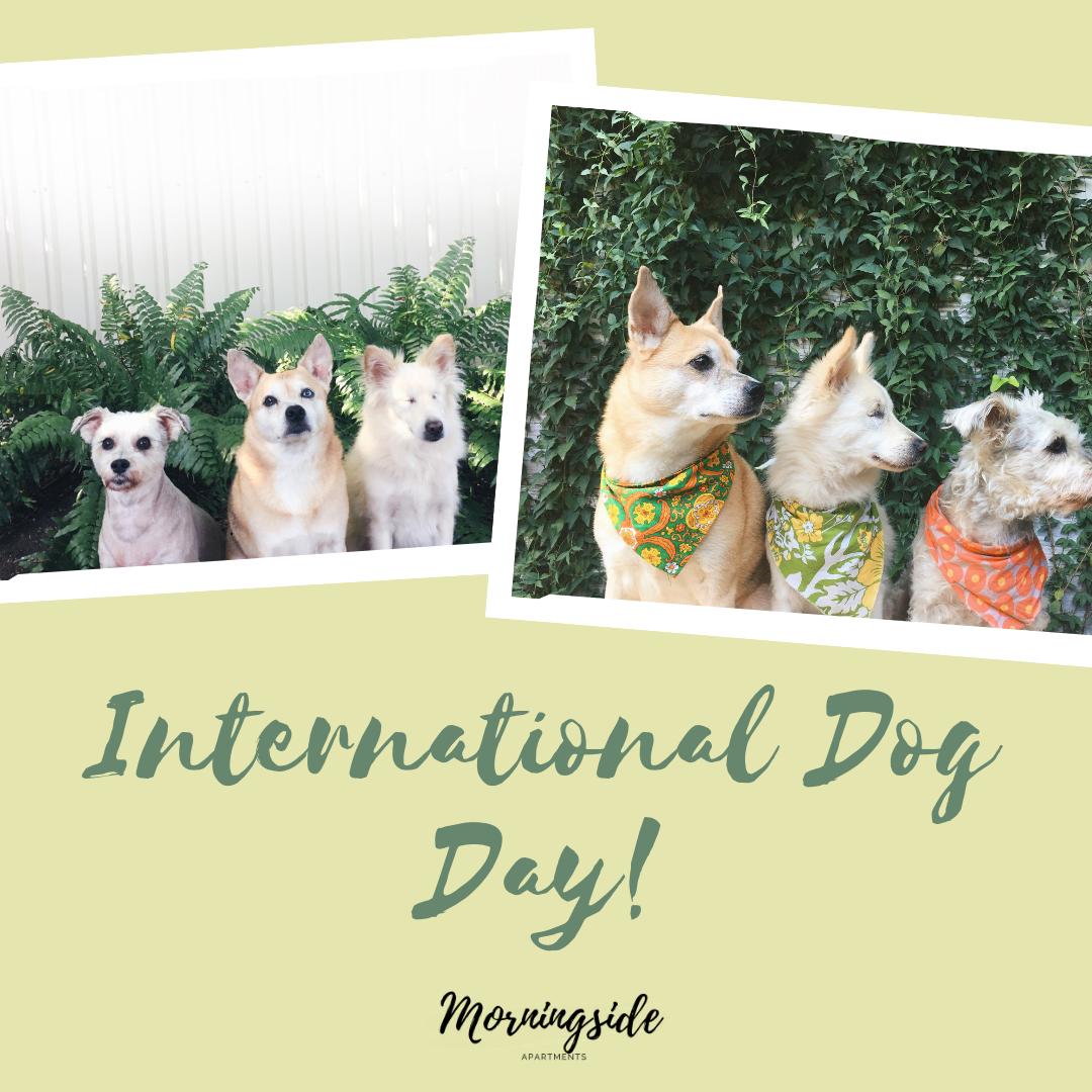 MorningsideApa1's tweet image. Happy #InternationalDogDay! We are a #PawApproved property and love having so many sweet pets around the community!