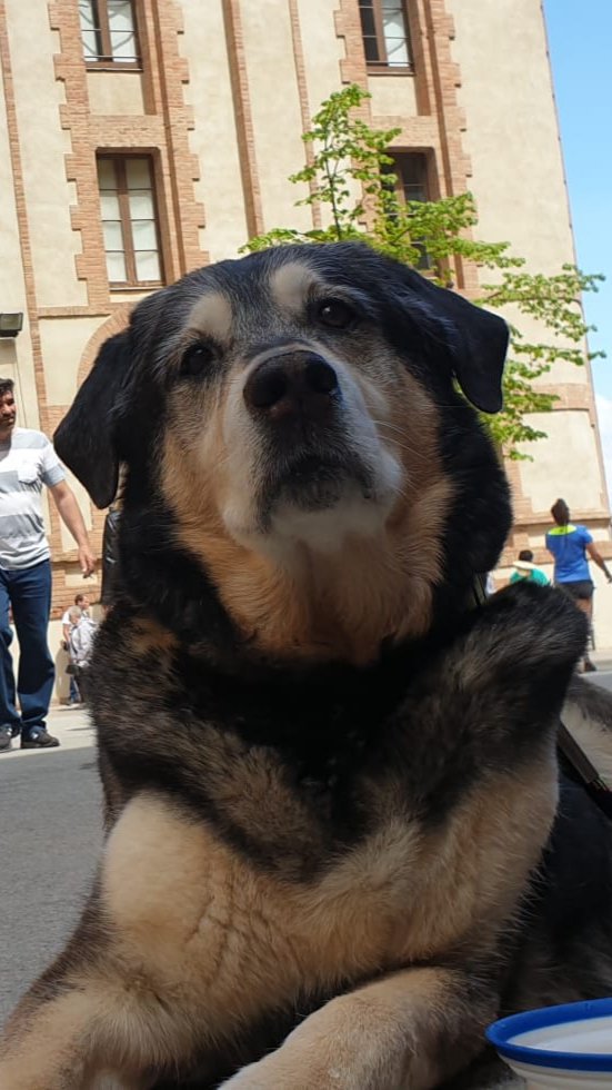 vanllol21's tweet photo. Hoy #InternationalDogDay ...aquí mi #elvis tan guapo como siempre..#compidevida #mydog #lovedogs #instadog https://t.co/3xeooAvmmU