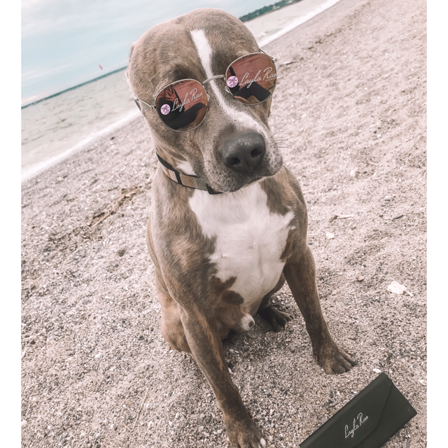 LaylaRaeSwim's tweet photo. Happy #NationalDogsDay everyone! Make sure you show your best friends some extra love today! ❤️ ❤️ ❤️ 

#beachlife #NationalDogDay2019 #PositiveVibes #beach #dogsoftwitter #swimwear #lover #beachdog https://t.co/4k6LQk486b