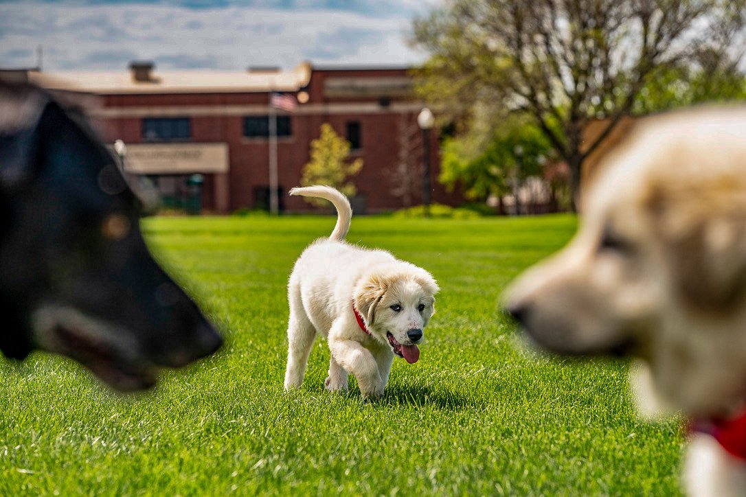 usd's tweet photo. Not only is it the first day of classes but it's also #InternationalDogDay π
Say it with us... "best π day π ever π" πΎ #YoteLife #DogsOfUSD https://t.co/ZA8yejP2L3