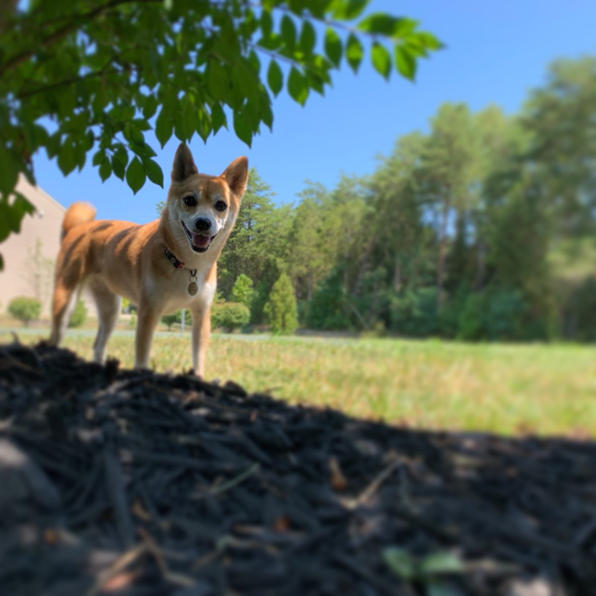 doge dogeday