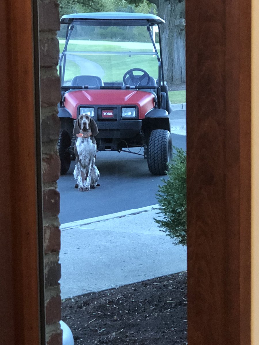 Happy #NationalPuppyDay to this hardworking pup! We love this picture of Marco patiently guarding the cart to ensure he doesn't get left behind! 
#nationalpuppyday🐶 
#manandwomansbestfriend 
#marcobelongsatncrcc
#youbelongatncrcc
@ncrccturfgrass