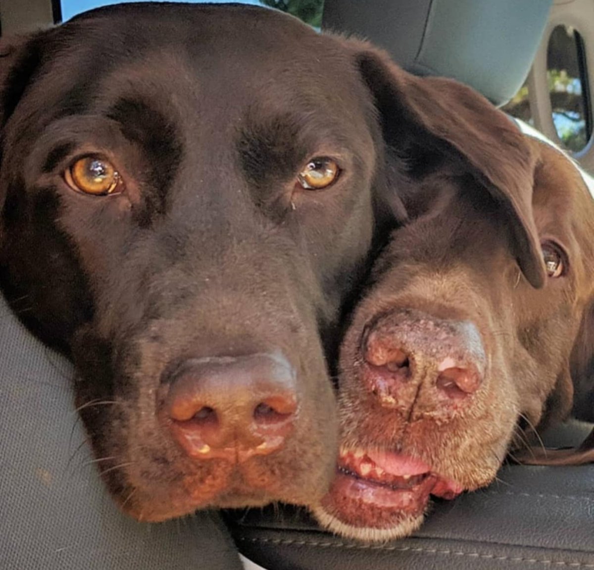 ESPNCoastal's tweet photo. #NationalDogDay2019 Two of our team of #ESPNShopDog  Talki and Fotina. 💯 https://t.co/XAfuwmdiYr