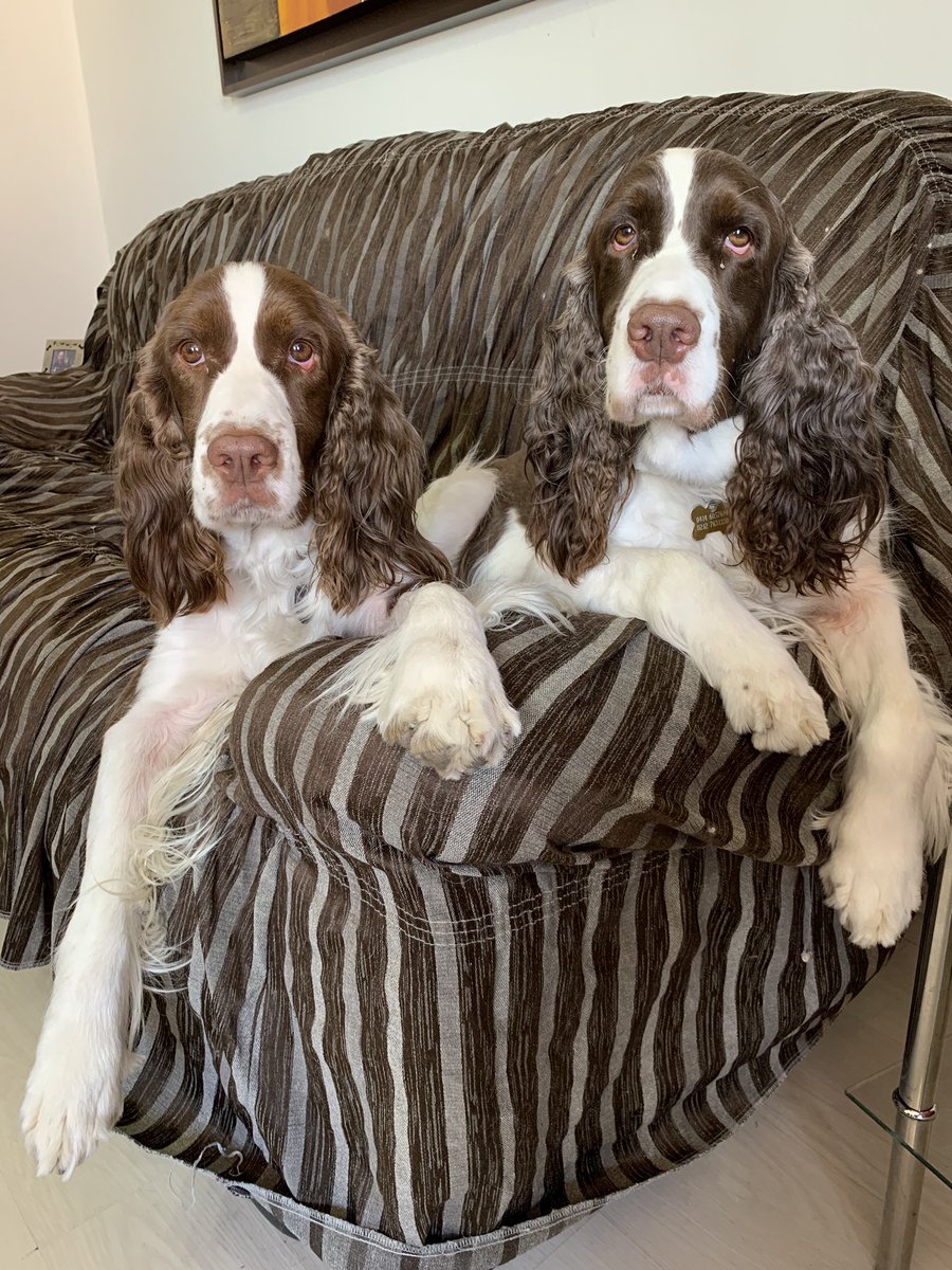 jgoncalvesp's tweet photo. #InternationalDogDay https://t.co/VD3BmXfKG2