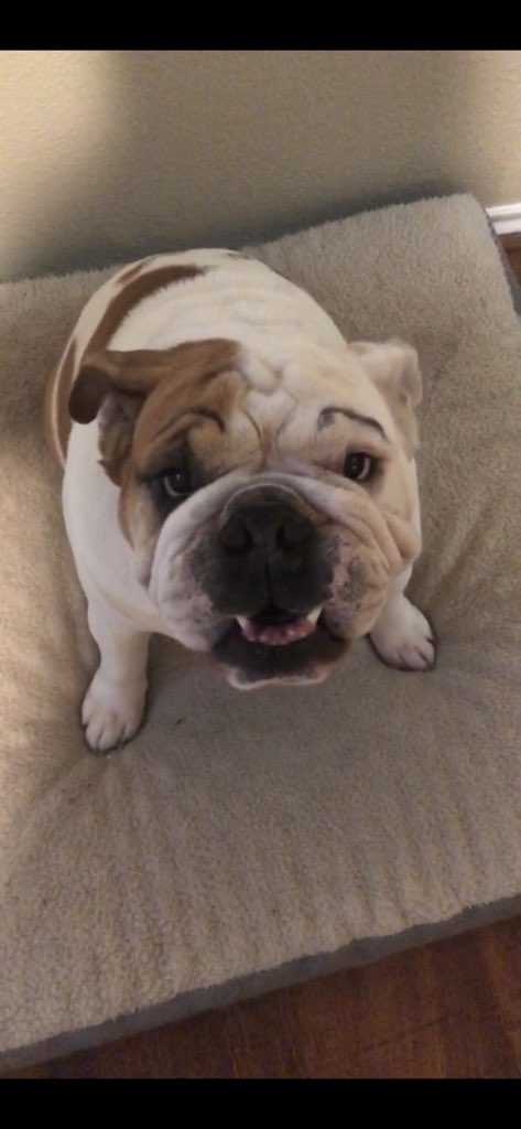 ltrcka's tweet photo. @dog_rates https://t.co/DzxXV8HtNn