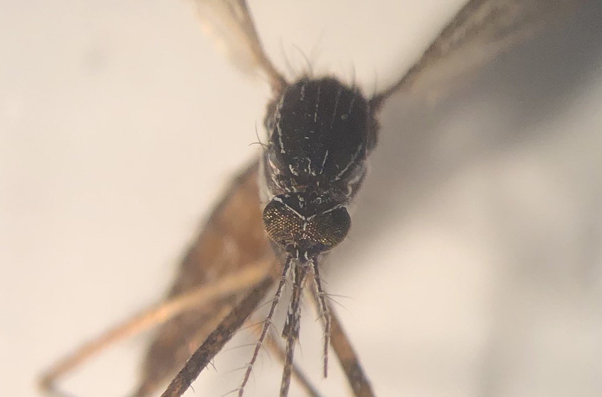SkeeterScience's tweet photo. Caught an #Orthopodomyia #signifera in a BG trap and started finding larvae in our artificial containers for the first time #mosquitoes https://t.co/4MoTNyysis