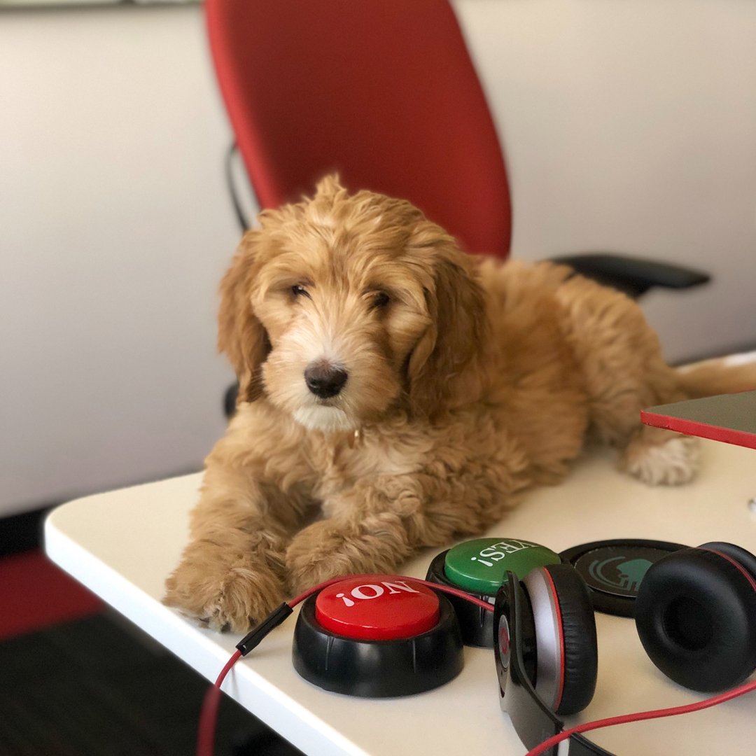 axosoft's tweet photo. ๐ In honor of #NationalDogDay, weโre celebrating our #AxoDogs! Do you get enough dog ๐ถ๐ love in your workplace? Get on board with a dog-friendly office and apply for one of our open positions today! #AxoLife #Hiring #TechJobs https://t.co/1gjNkVznJ1 https://t.co/GYVgGROhUB