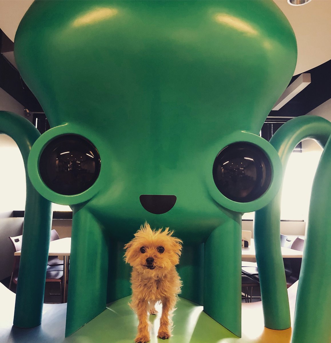axosoft's tweet photo. ๐ In honor of #NationalDogDay, weโre celebrating our #AxoDogs! Do you get enough dog ๐ถ๐ love in your workplace? Get on board with a dog-friendly office and apply for one of our open positions today! #AxoLife #Hiring #TechJobs https://t.co/1gjNkVznJ1 https://t.co/GYVgGROhUB