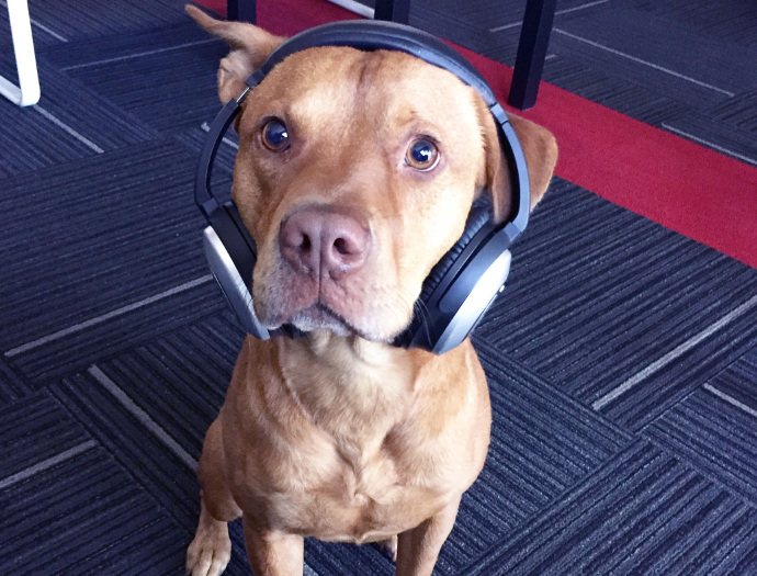 axosoft's tweet photo. ๐ In honor of #NationalDogDay, weโre celebrating our #AxoDogs! Do you get enough dog ๐ถ๐ love in your workplace? Get on board with a dog-friendly office and apply for one of our open positions today! #AxoLife #Hiring #TechJobs https://t.co/1gjNkVznJ1 https://t.co/GYVgGROhUB