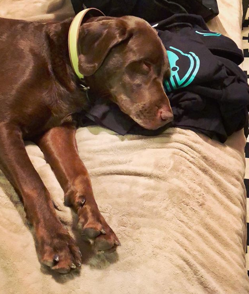 axosoft's tweet photo. ๐ In honor of #NationalDogDay, weโre celebrating our #AxoDogs! Do you get enough dog ๐ถ๐ love in your workplace? Get on board with a dog-friendly office and apply for one of our open positions today! #AxoLife #Hiring #TechJobs https://t.co/1gjNkVznJ1 https://t.co/GYVgGROhUB