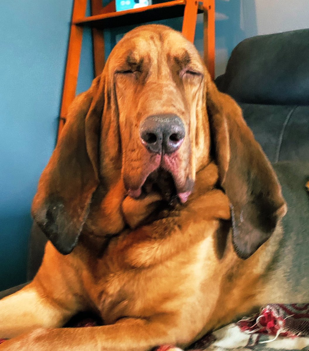 waltermalv0's tweet photo. Setting up my twitter again wifff the opposable thumbs i donโt have ๐#walter4thewin #BarkingBad #NationalDogDay2019 #InternationalDogDay https://t.co/Y5LiIc3zzI