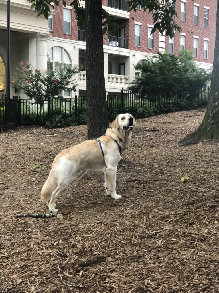 larryda59821964's tweet photo. @dog_rates https://t.co/cotPM1TITC