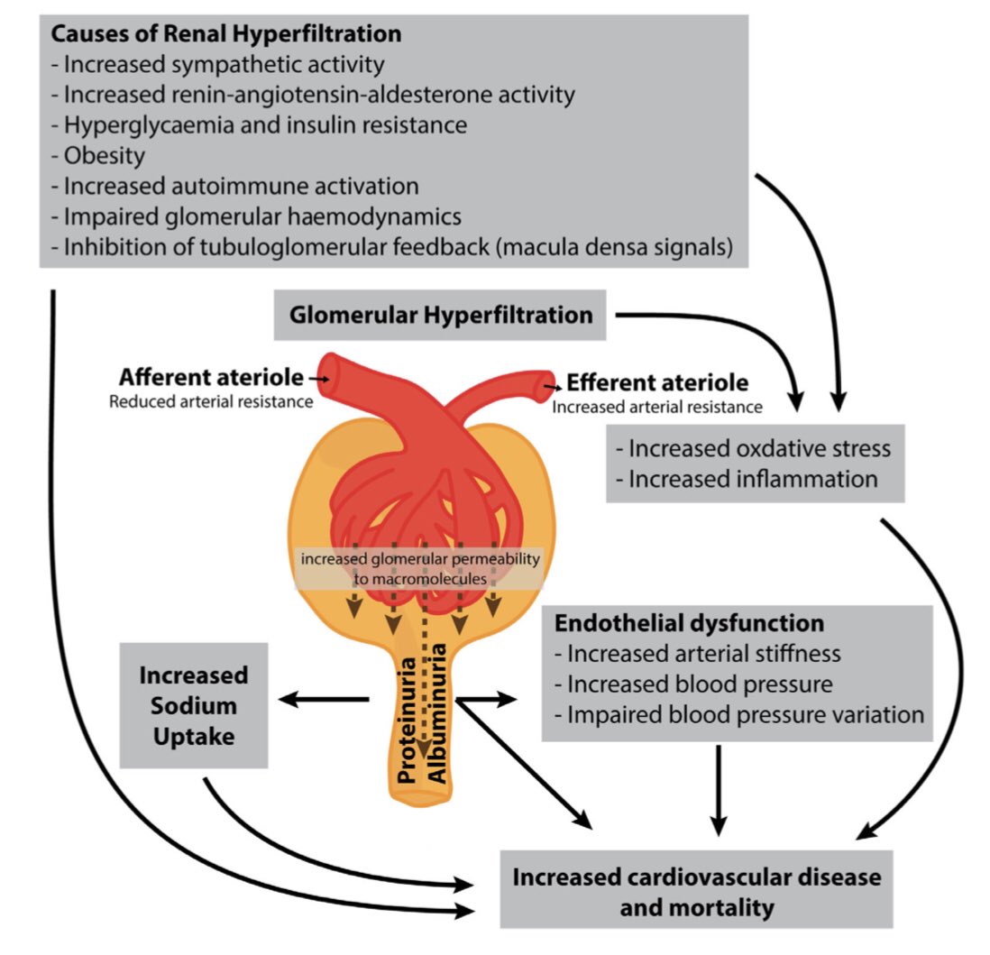 hiperfiltración glomerular en diabetes hiperfiltración glomerular en diabetes