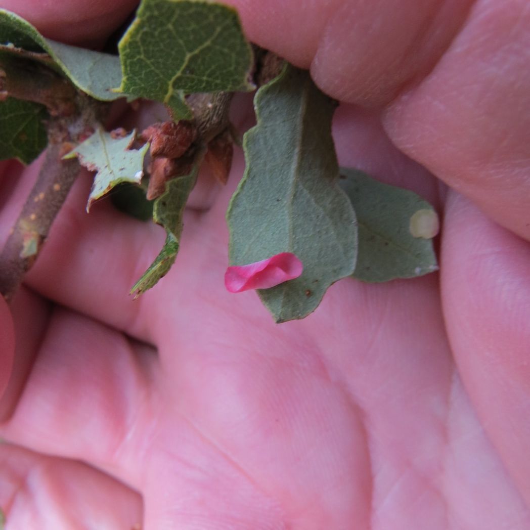 Hidden Villa tweet media